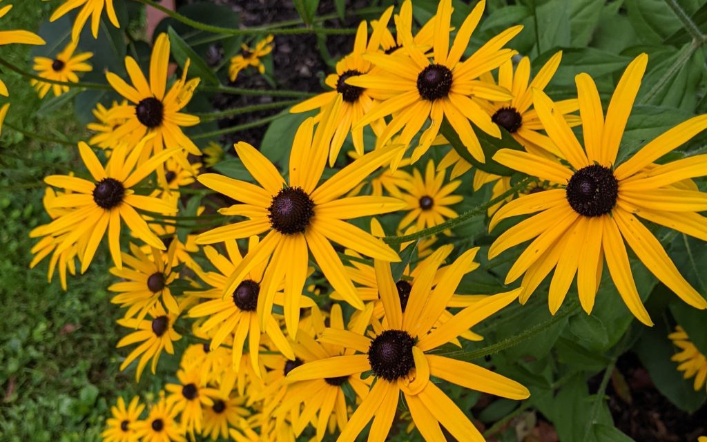 Photo of Black-eyed Susans